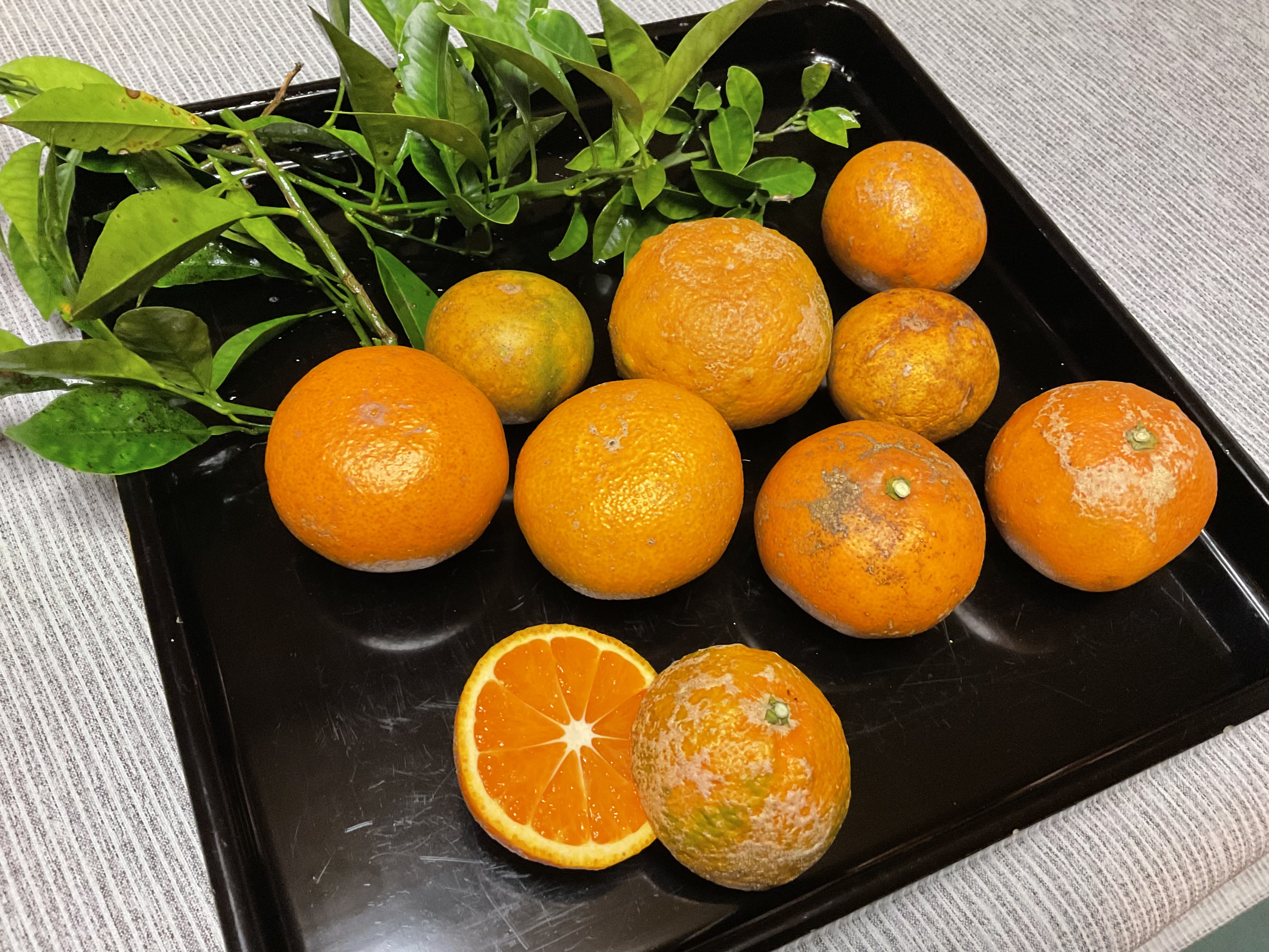 福袋2026」お買い得みかんC級ジュース用無農薬除草剤不使用 家庭用