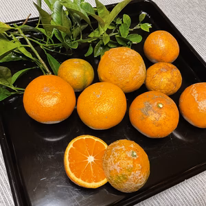 「福袋2026」お買い得みかんＣ級ジュース用無農薬除草剤不使用　家庭用　