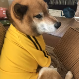 やまがみ まゆこ