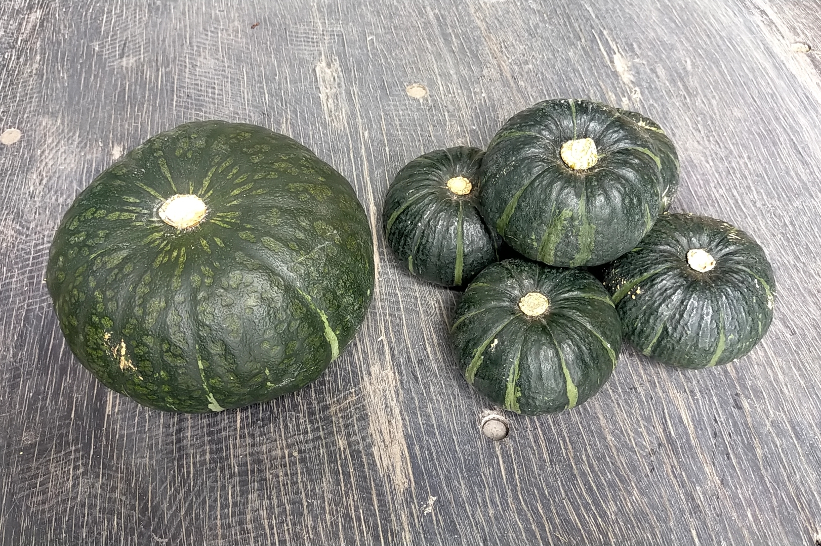 坊ちゃん かぼちゃの産直通販・お取り寄せ商品｜ポケット