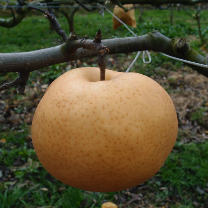 [冬のギフトにも♪]鳥取県産 あたご梨 約2kg(2玉)