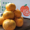 甘さと酸味が程よい、伊豆の温州みかん【農薬不使用】