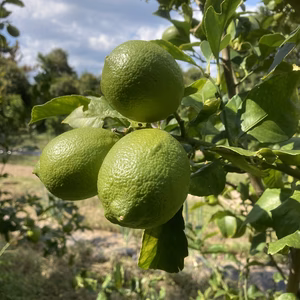 瀬戸内島れもん（ブルーレモン）