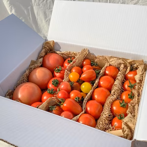 トマトのおいしさ10通り★イスラエル・日本・オランダのトマト★計10種1.5kg