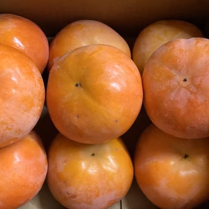 【富有柿】ふゆうがき 和歌山