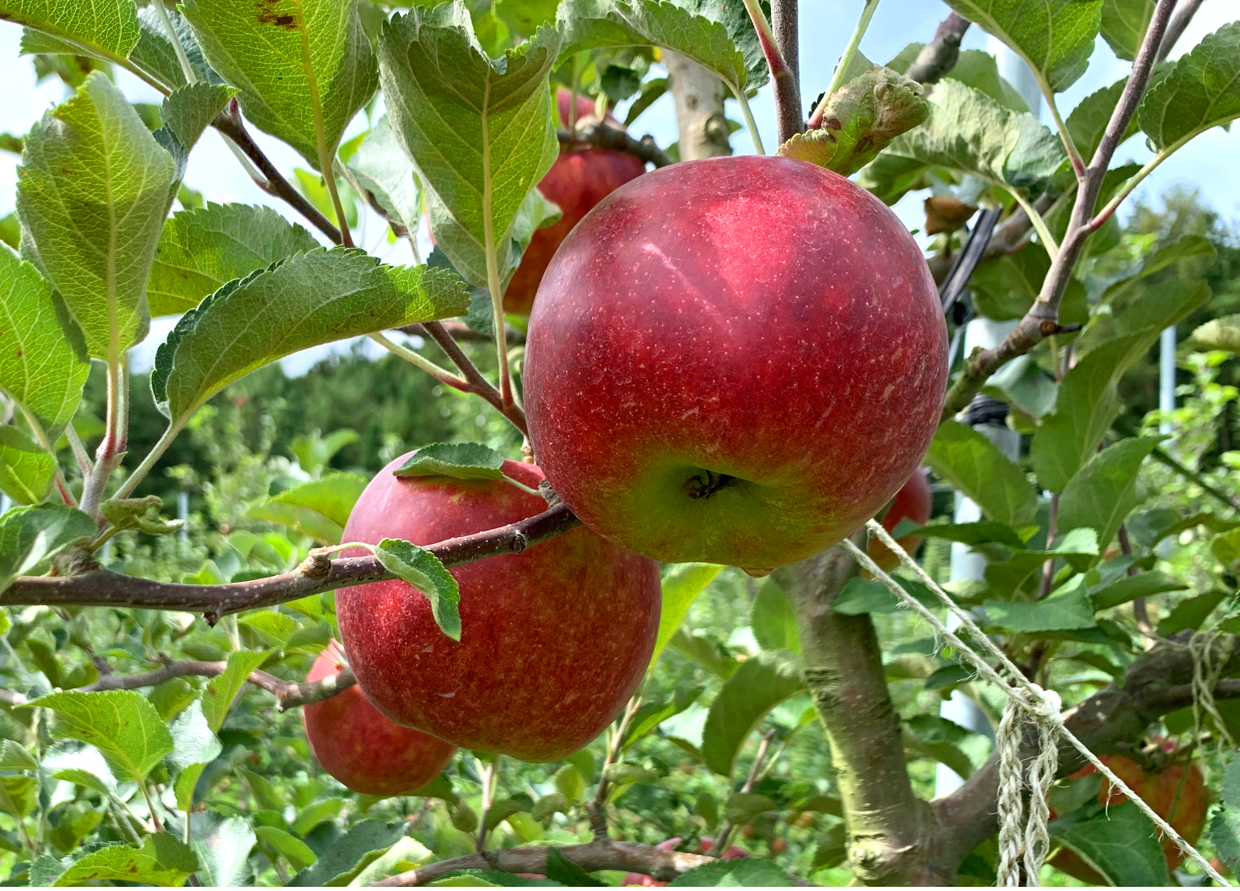 [冷蔵][希少種][朝採り紅いわて]パリ甘・ジューシー家庭用 2kg・6(大玉)/6〜7(中玉)/8(小玉)/9(極小玉)個入り