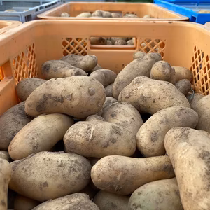 無農薬無化学肥料の大きなメークイン　箱込　５ｋｇ