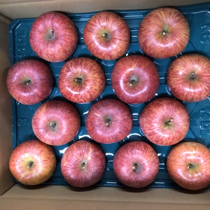 サンふじ 秀10キロ（5k×2段） 