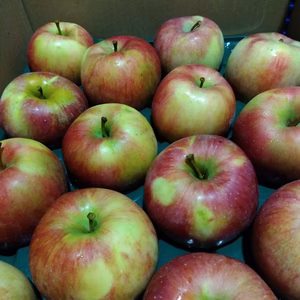 訳ありサン北斗5キロ