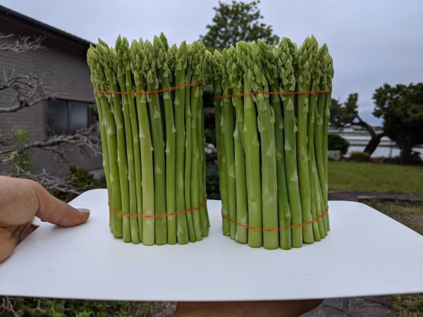 【訳アリ品】暴れん坊ミニアスパラガス　1.5kg　サイズMix