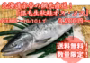 北海道宗谷産　沖獲れ天然生鮭　2.5kg前後(まるごと１尾・期間限定)