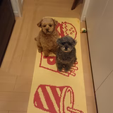 チューウィットまま