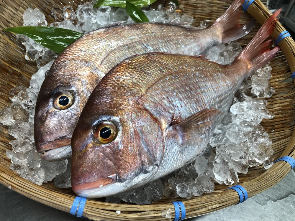 天然鯛★処理済み冷凍（サイズ色々あります♪）
