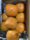 １1月お届けの種無し柿（ご家庭用２キロ箱）