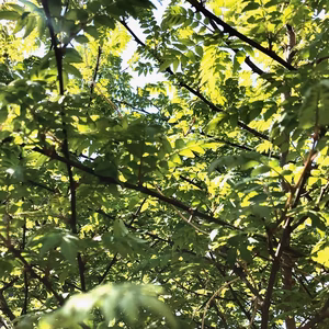 自然農法栽培 山椒の実50g　冷凍　今年収穫しすぐ冷凍した新鮮な山椒の実をお届け