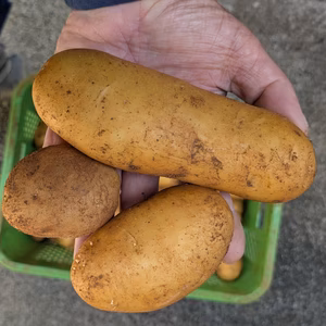 沖永良部島産じゃがいも