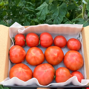 長野県産フルーツトマトさやまる(無選別品)