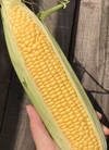めちゃうま！早朝ゴールデンタイムに収穫したとうもろこし〈恵味ゴールド〉