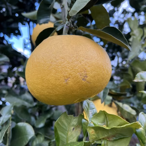 シーズン再開！【農薬不使用】ねこ農園の文旦