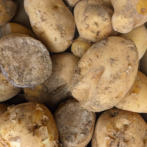 訳あり！！長崎産新じゃがいも ニシユタカ