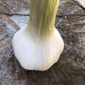 生にんにく／福岡産／まろやかな甘み／素揚げ・アヒージョに！農薬・化学肥料不使用