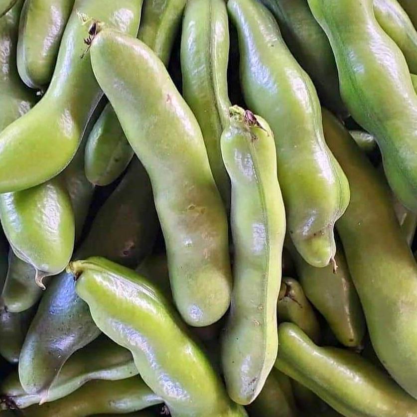 【希少・新鮮！】熊本県産 2年ものらっきょう 10kg 農薬を使わず栽培しました 希少・新鮮！】熊本県産 2年ものらっきょう 10kg 農薬を使わず