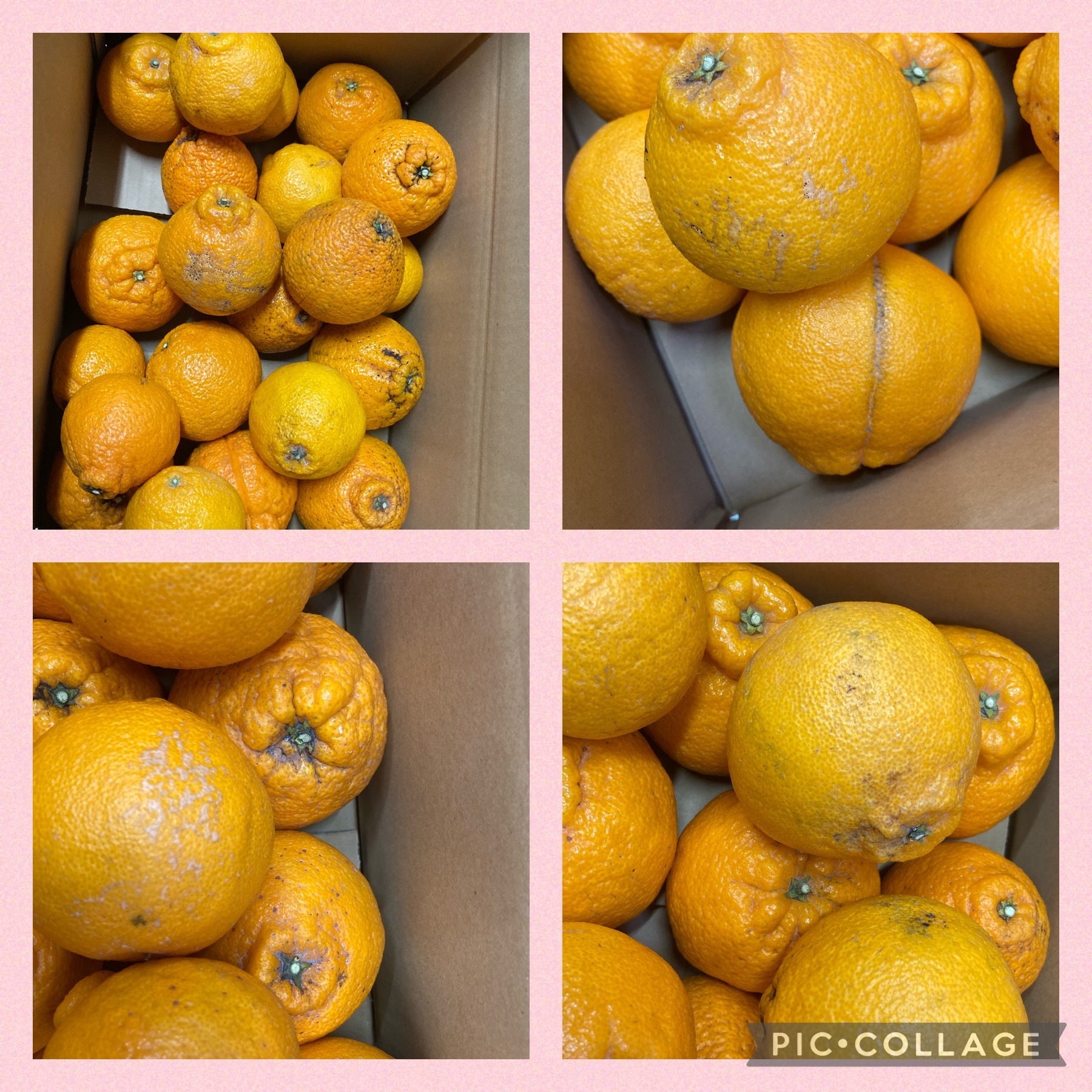 農家直送!和歌山県産☆不知火 サイズが選べる 訳あり家庭用 約10キロ ①不知火 小玉メイン 訳あり家庭用 10キロ