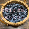 冷凍でお届け！【農薬不使用】ジャムにするなら断然これ！無選別ブルーベリー冷凍