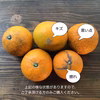 ［訳あり］ジュースに最適！加工向きの清見オレンジ【農薬不使用】