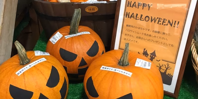 利賀村のハロウィンかぼちゃ，販売開始
