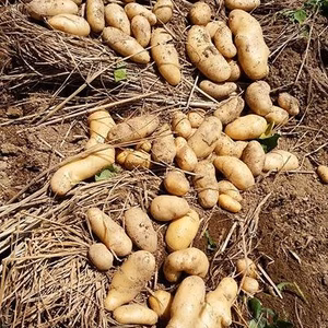 堀たてフライング段々畑の新じゃがメークインふぞろい1.5kg～　856円から