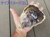 【新規出店】日本海隠岐 ちぶり島の岩牡蠣　大きいサイズ　濃厚な味わい