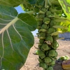 芽キャベツ・Brussels sprouts 500g