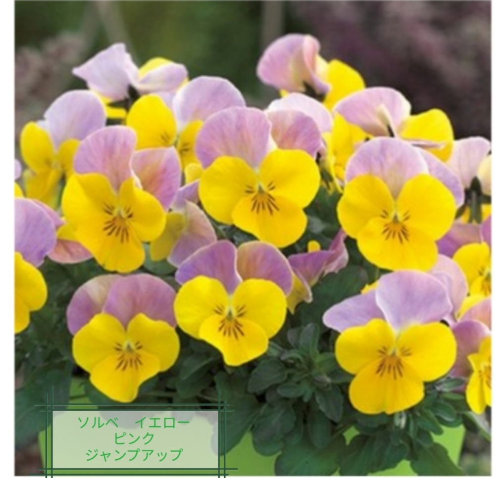 ビオラ可愛い花色ばかり集めた 花農家オススメ可愛い花色シリーズ10苗 農家漁師から産地直送の通販 ポケットマルシェ