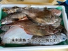 【知床羅臼直送】未利用魚ボックス（鮮魚ボックス梅コース）