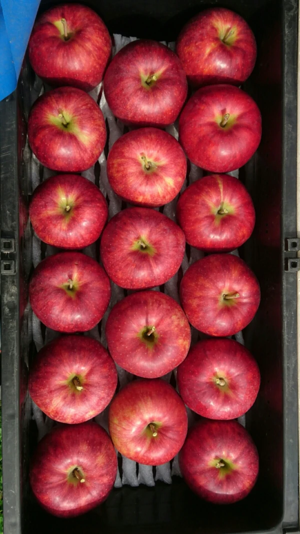 マルタカりんご農園