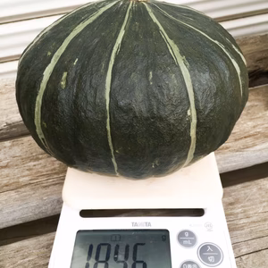 【超希少】一果採り！青森県産かぼちゃ