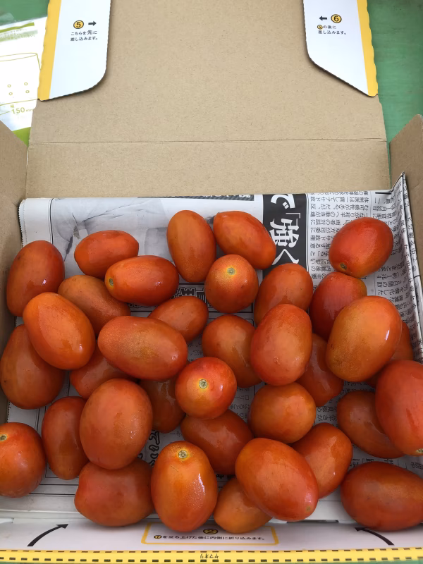 信州うえだ産【訳あり】中玉トマト1kg シシリアンルージュ