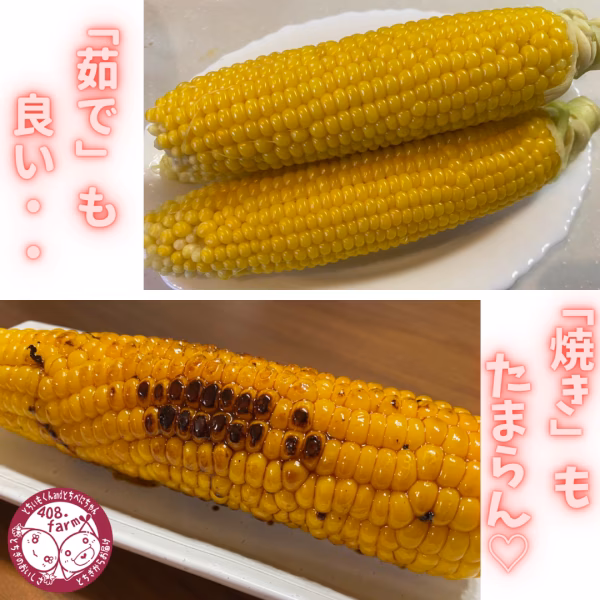 シャキッ☆とジューシー！お日様をい～っぱい浴びた栃木のとうもろこし！ 6本