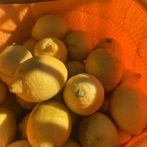 完熟‼︎【KUMANO LEMON】リスボンレモン3kg/農薬不使用