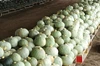極上のホクホク感♪ 訳あり栗かぼちゃ「雪化粧」【農薬化学肥料不使用】
