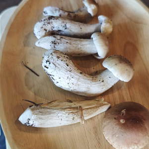 高級■ニセコ産■天然■秋生ポルチーニ茸