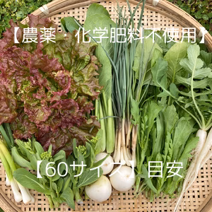 【初回お試し】春の野菜セット