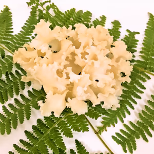 はなびらたけ80ｇ 10袋入