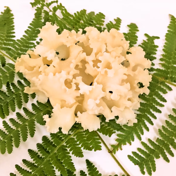 はなびらたけ80ｇ 10袋入