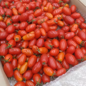 トマト（アイコ・フルティカ）