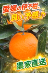 初出品セール　伊予柑　家庭用　農家直送　愛媛県　中島