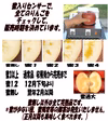 [学校給食でも大人気!!]江刺のりんごサンふじ家庭用　中～大玉