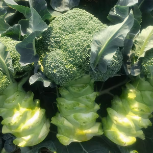 太陽の光たっぷり！ ブロッコリー☺『クリア』4個入り   