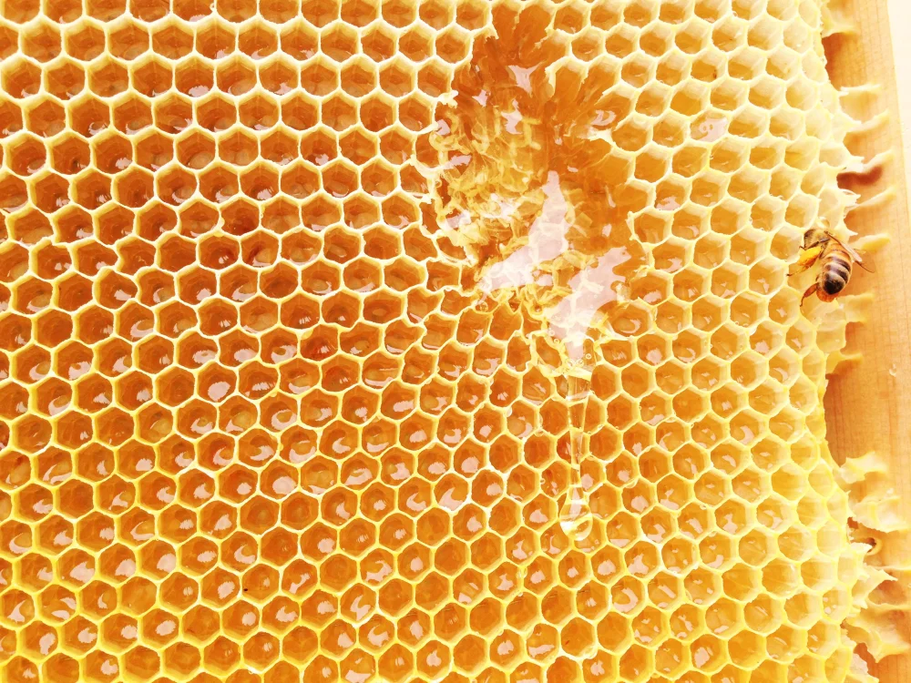 みかんの花から蜜蜂が集めてくれたハチミツ（2022年みかん蜜1200g・和歌山）